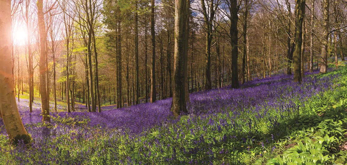 CCMS26 Generic Header (1)